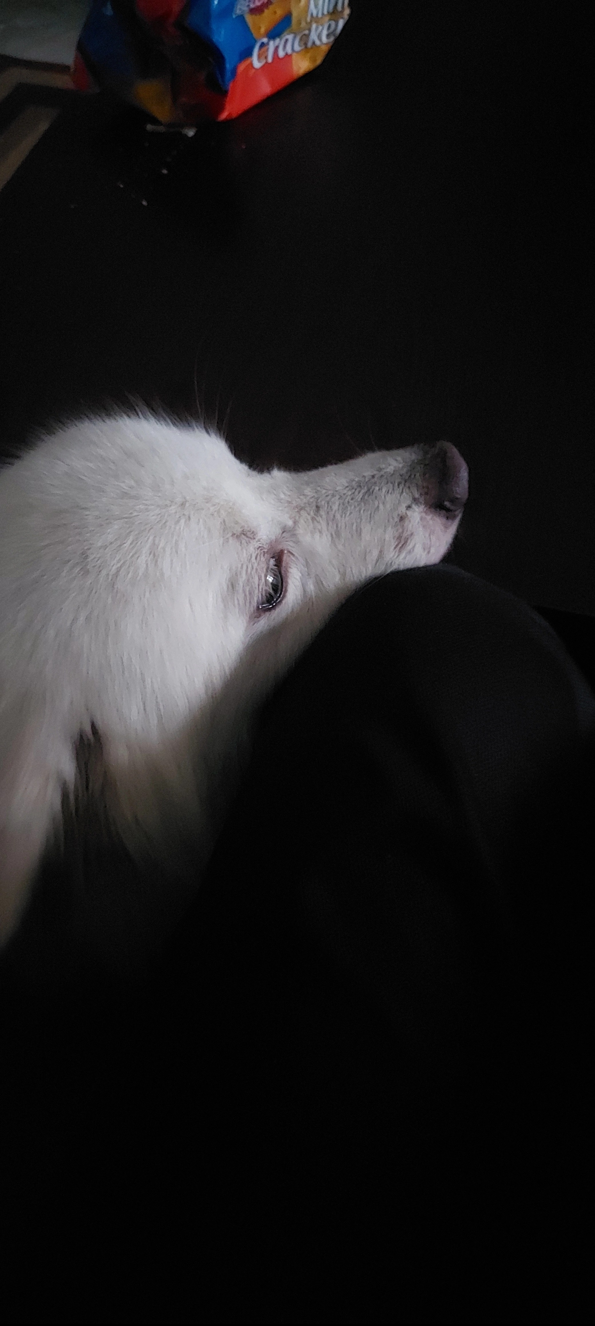 A white samoyed leaning on a lap